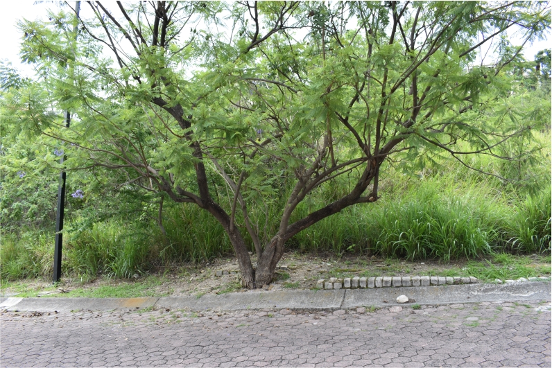 Galería de LA NORIA: TERRENO CON GRAN UBICACIÓN